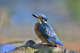 <p>LEDŇÁČEK ŘÍČNÍ (Alcedo atthis)</p>